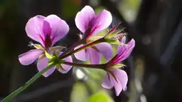 Hairy Purple Flowers